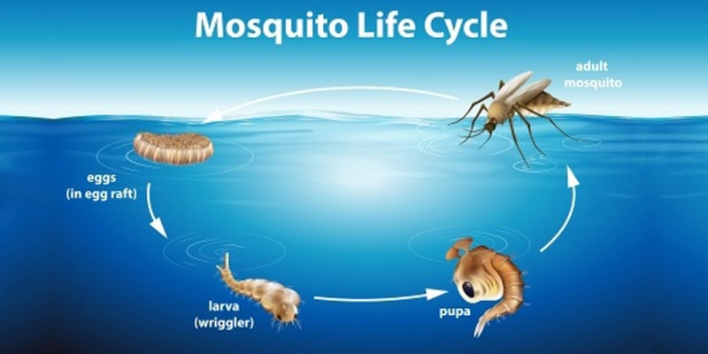 Do Mosquitoes Have A Metamorphosis Stage